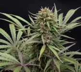 CBD compassion