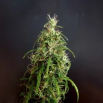 Kullu-Landrace-Seeds.jpg.a71935ddc9c7ca396288f73b9a0bc17b.webp