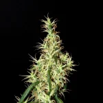 Rasol-Landrace-Seeds.jpg.fdb999bca6192b7dea80bf2b51876ad9.webp