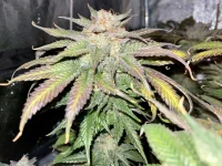 Cookies Gelato