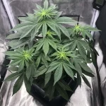 Gorilla CBD
