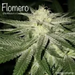 Flomero