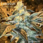 Lemonlatti