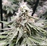 Amnesia Sundae