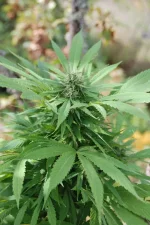pineapple express
