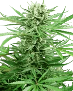 papi-chulo-og-feminisee-xl.png.a86193af47fc2c17ad26ed3d081c2501.webp