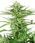 cashew-kush-feminisee-xl.png.8a5098a4cf98fb3f99b02626b996c3a2.webp