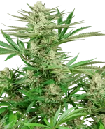 Malibu OG Gold