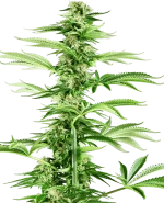 Honey Melon Haze