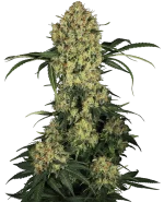 Aloha OG