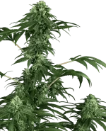 420-punch-feminisee-xl.png.84a9c6b4ec5c413093f8137c1c805df5.webp