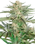 Screwdriver OG