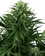 Honey Melon Kush
