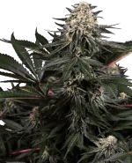 Lockdown Kush