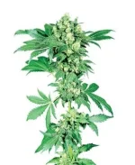 AFGHANI #1 par Sensi Seeds