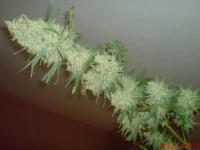 C'99 Hybrid par Female Seeds