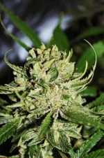 amnesia-7 par Exotic Seeds