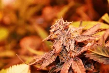 Exotic Colours par Exotic Seed