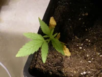KING KONG (DR Underground Seeds) (Ed Rosenthal Super Bud X Chronic))