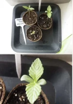 Mokum’s Tulip - Silents seeds