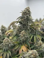 Papaya Drip ( Wizard Trees Genetics )