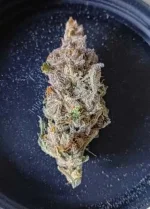Tangie cookie #1 beuh chat seed