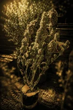 MAC1 AUTOFLORAISON Growers Choice