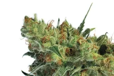Nevils-Haze-Nl5xHaze-x-Haze.jpg.484db8a99fc6bb68e8918a5e94d427fd.webp