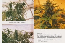 seedbank-nevil2.jpg.cf0b1b26484bf4960feb991d42ab86f5.webp