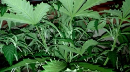 IMG_20170822_185052.webp IMG_20170822_185052.webp