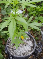 20170727_125050.webp
