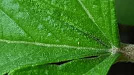 20170826_172251.webp
