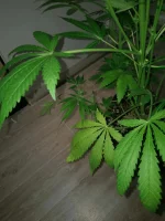 IMAG0233 - copie.webp
