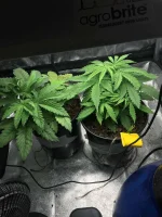 canna 1.webp