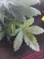 canna2.webp