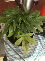 canna3.webp