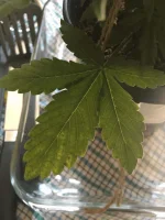 canna4.webp