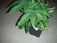 DSCN6059.webp
