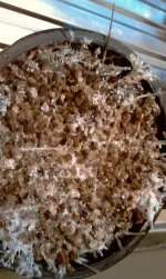 IMAG3007.webp