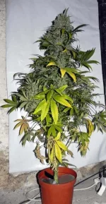 DSCN6656.webp