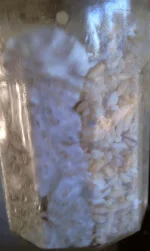 IMAG3072.webp