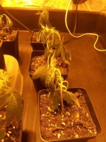 plante 2.webp