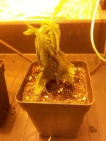 plante 4.webp