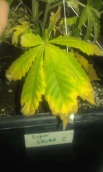 IMAG0205.webp IMAG0205.webp