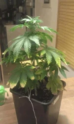IMAG0209.webp IMAG0209.webp