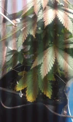 IMAG0212.webp IMAG0212.webp