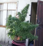 destrnovia.webp