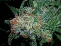 10908Destroyer_bud_72_days-1.webp