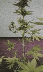 Flo47pot.webp Flo47pot.webp