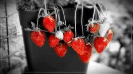 fraise + n&amp;b rouge.webp